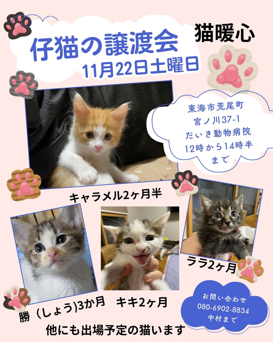 第6回 猫暖心 保護猫譲渡会 in 東海市