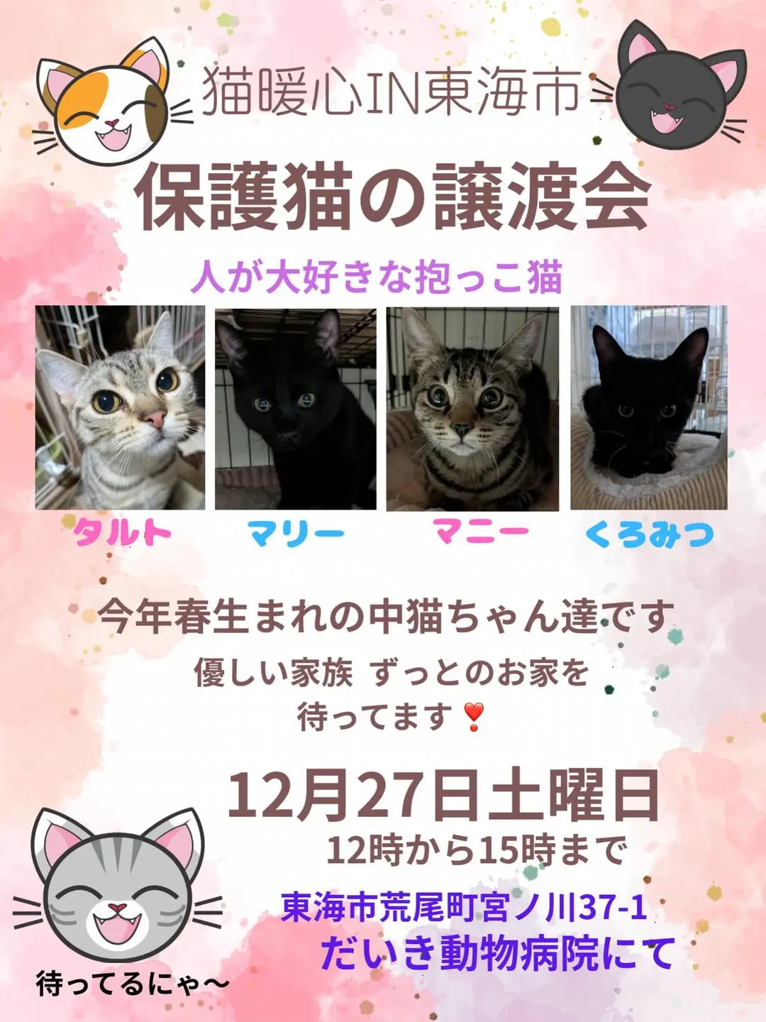 猫の譲渡会IN東海市❣️