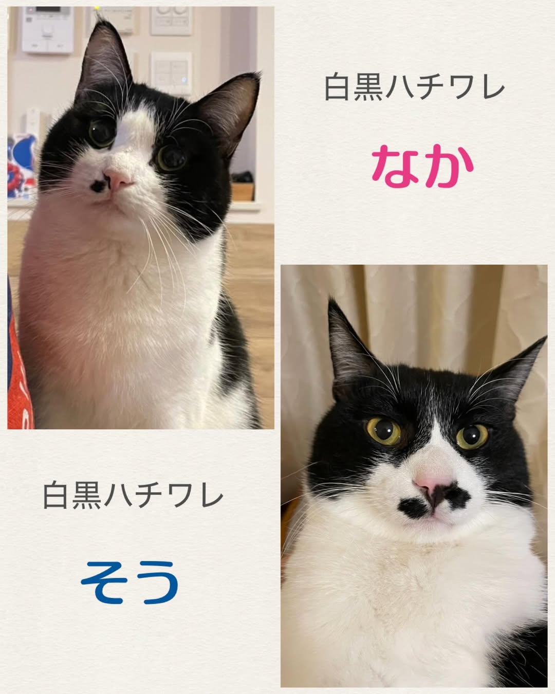 猫暖心・保護猫譲渡会