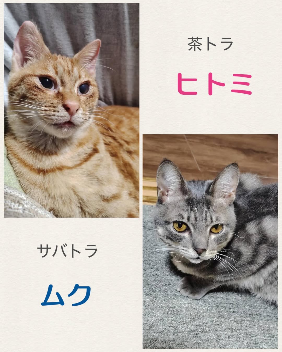 猫暖心・保護猫譲渡会