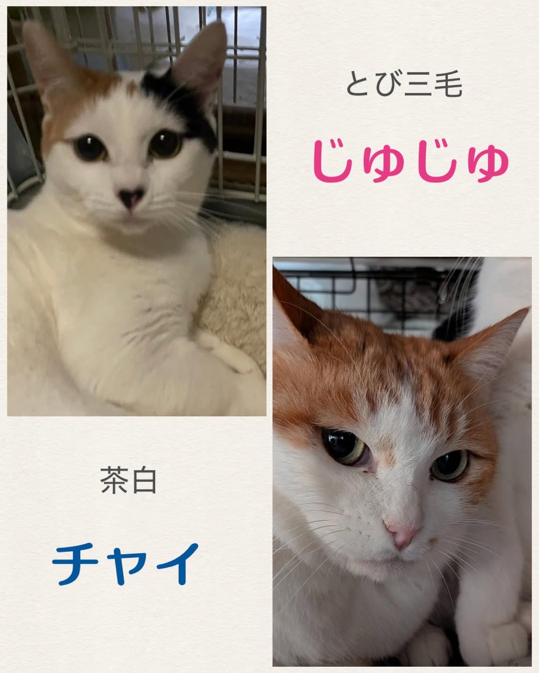 猫暖心・保護猫譲渡会