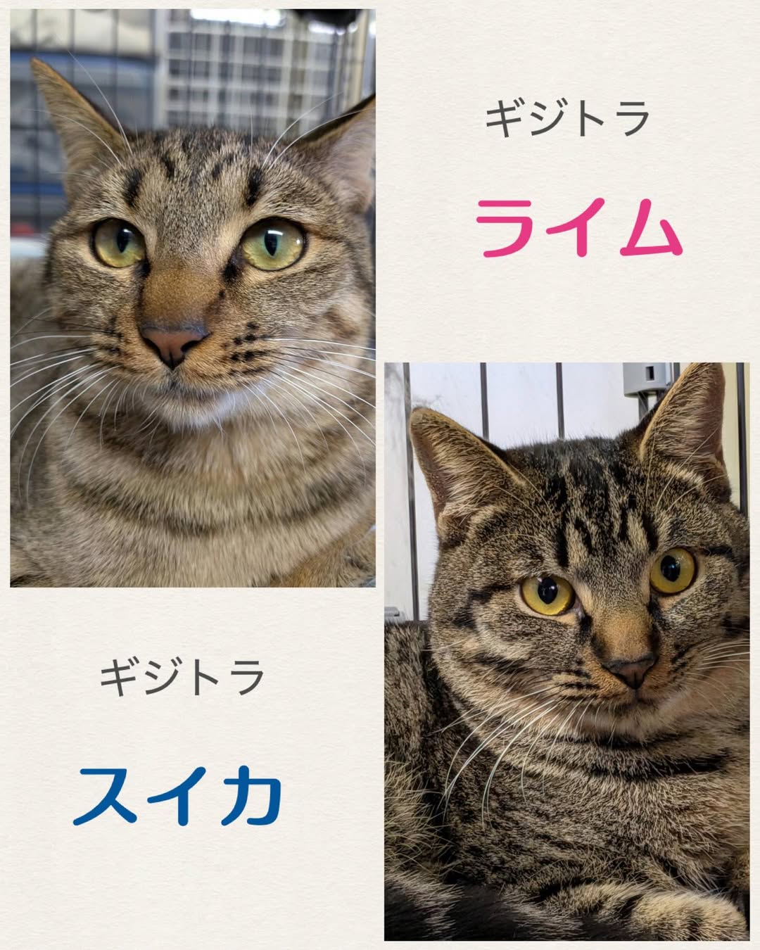 猫暖心・保護猫譲渡会